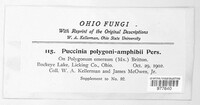 Puccinia polygoni-amphibii image